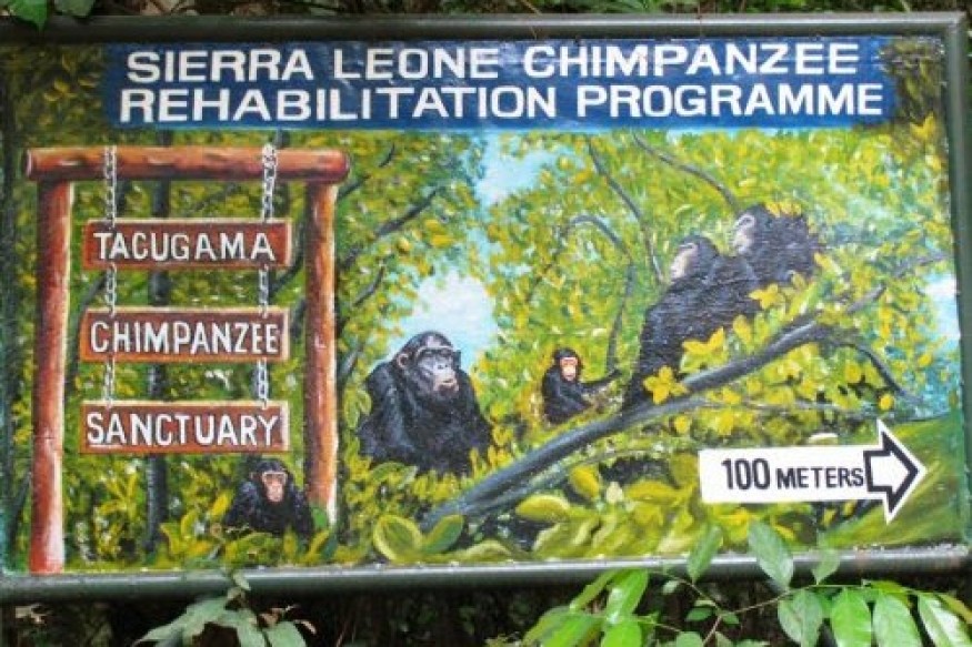 Le sanctuaire sierra-léonais tente de sauver les chimpanzés et leur habitat vital