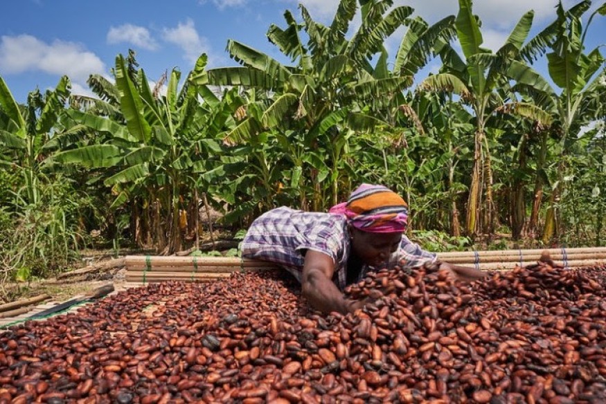 Un nouveau prix record pour la tonne de cacao sur le marché international