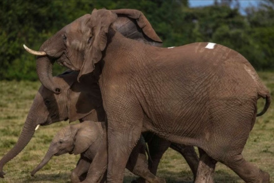 Le Kenya annonce que ses mesures de lutte contre le braconnage sont un succès, suite à l'accroissement de la population d'éléphants.