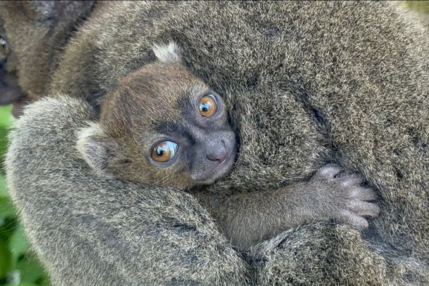 Le parc animalier de Cotswold célèbre une avancée significative dans la conservation avec la naissance d'un lémurien menacé d'extinction.